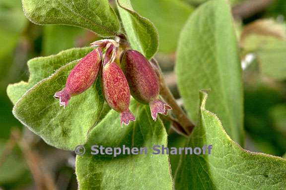 symphoricarpos rotundifolius 3 graphic